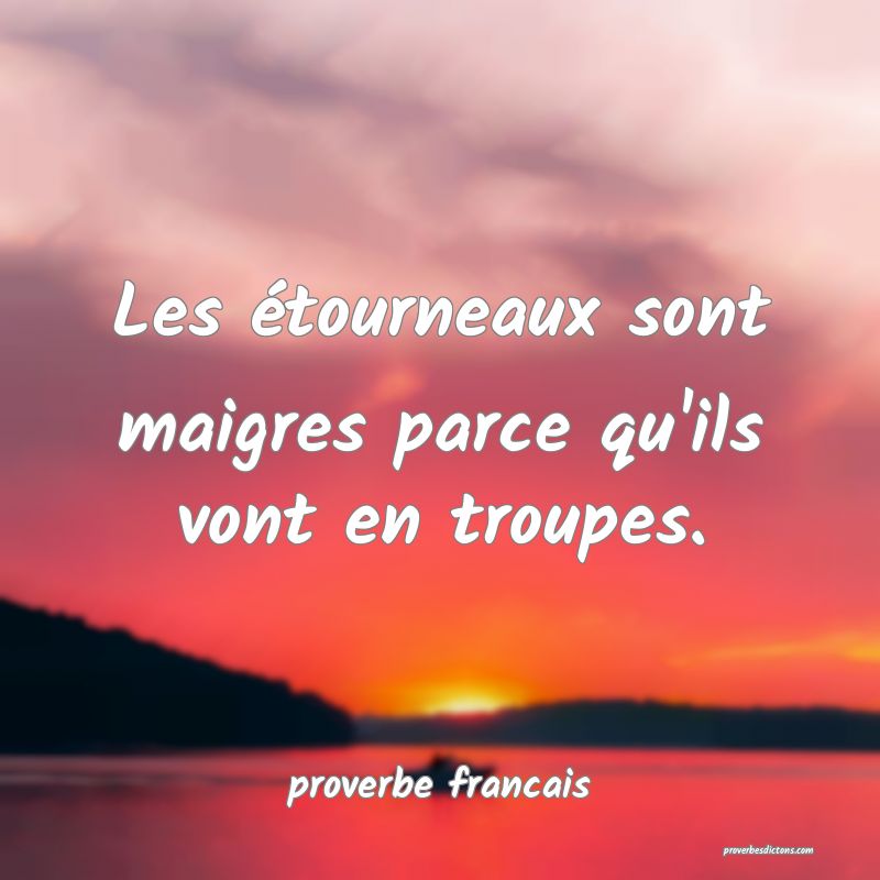 Les étourneaux sont maigres parce qu'ils vont en troupes.