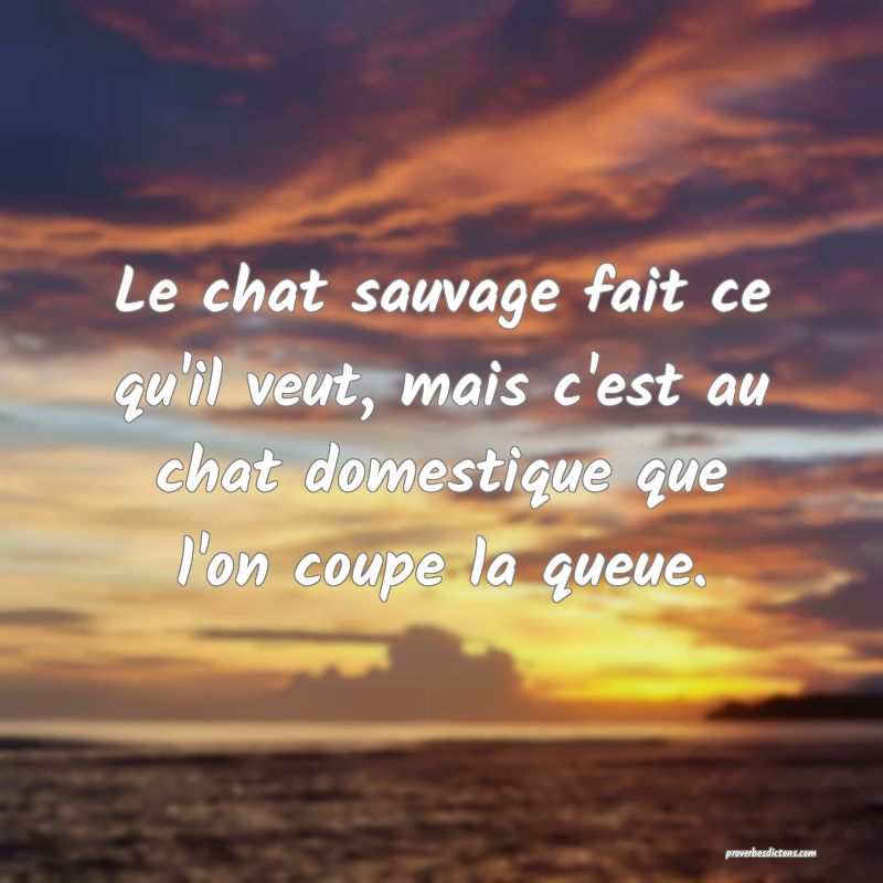 Le chat sauvage fait ce qu'il veut, mais c'est au chat domestique que l'on coupe la queue.