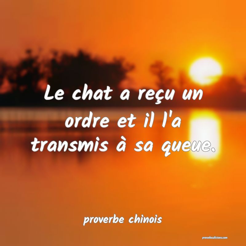 Le chat a reçu un ordre et il l'a transmis à sa queue.