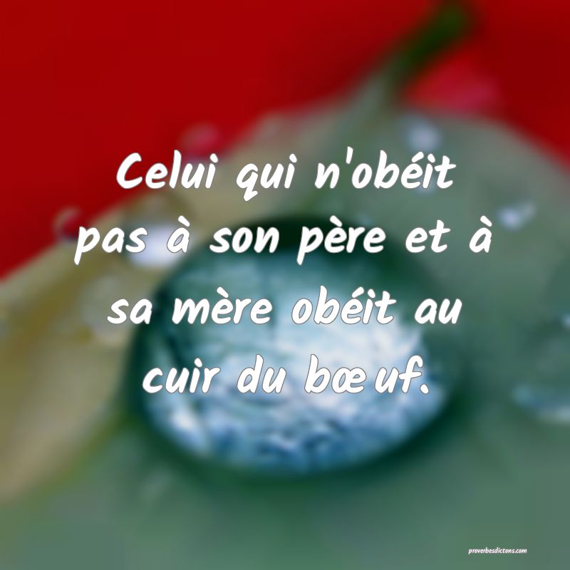 Celui qui n'obéit pas à son père et à sa mère obéit au cuir du bœuf.
