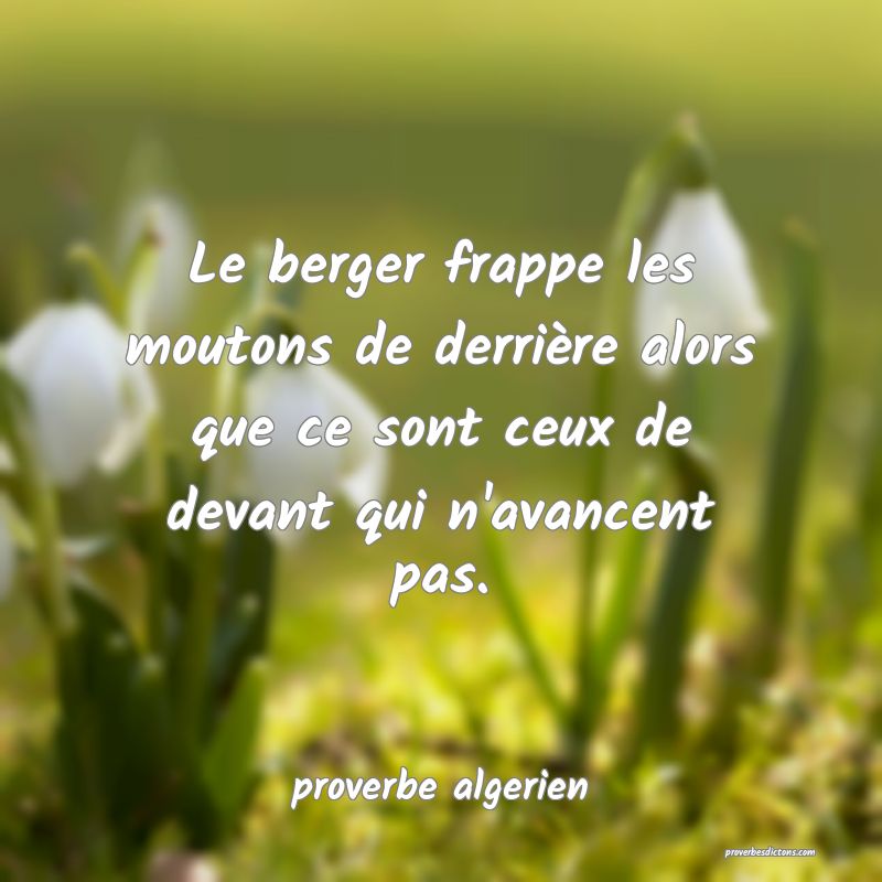  Le berger frappe les moutons de derrière alors que ce sont ceux de devant qui n'avancent pas.