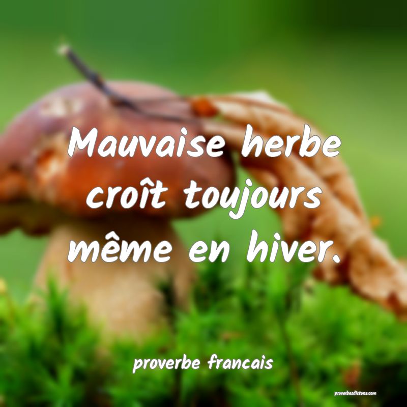 Mauvaise herbe croît toujours même en hiver.