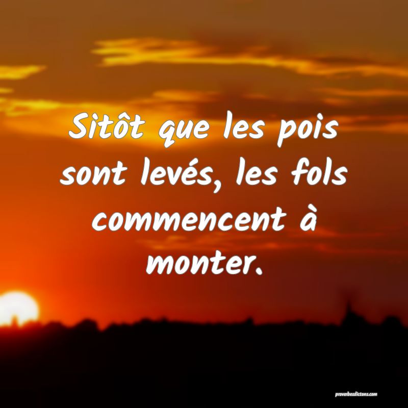 Sitôt que les pois sont levés, les fols commencent à monter.