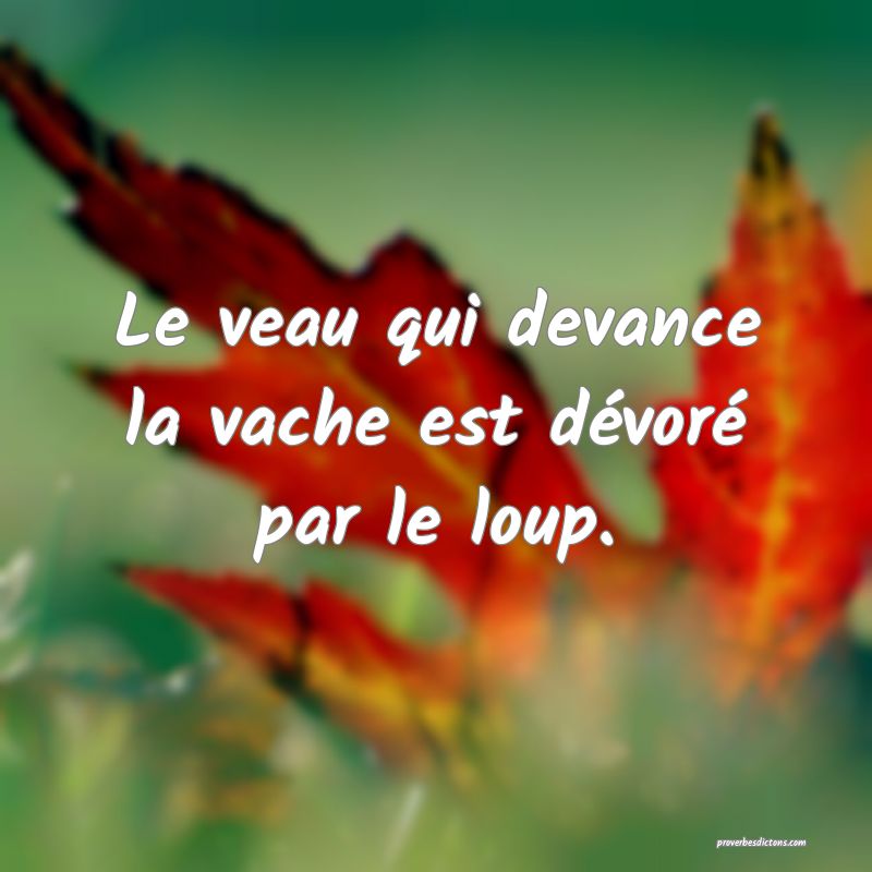 Le veau qui devance la vache est dévoré par le loup.