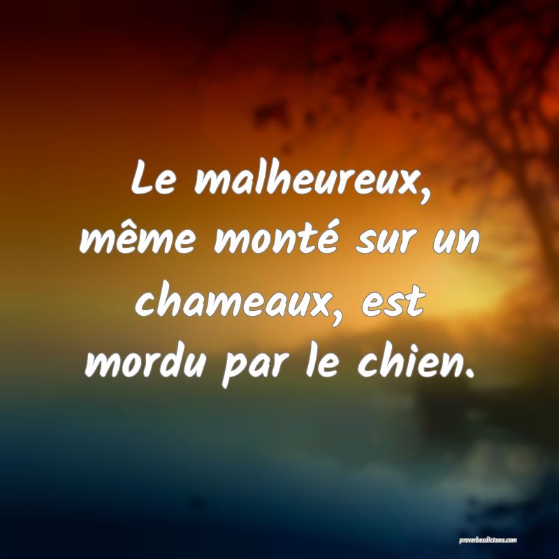 Le malheureux, même monté sur un chameaux, est mordu par le chien.