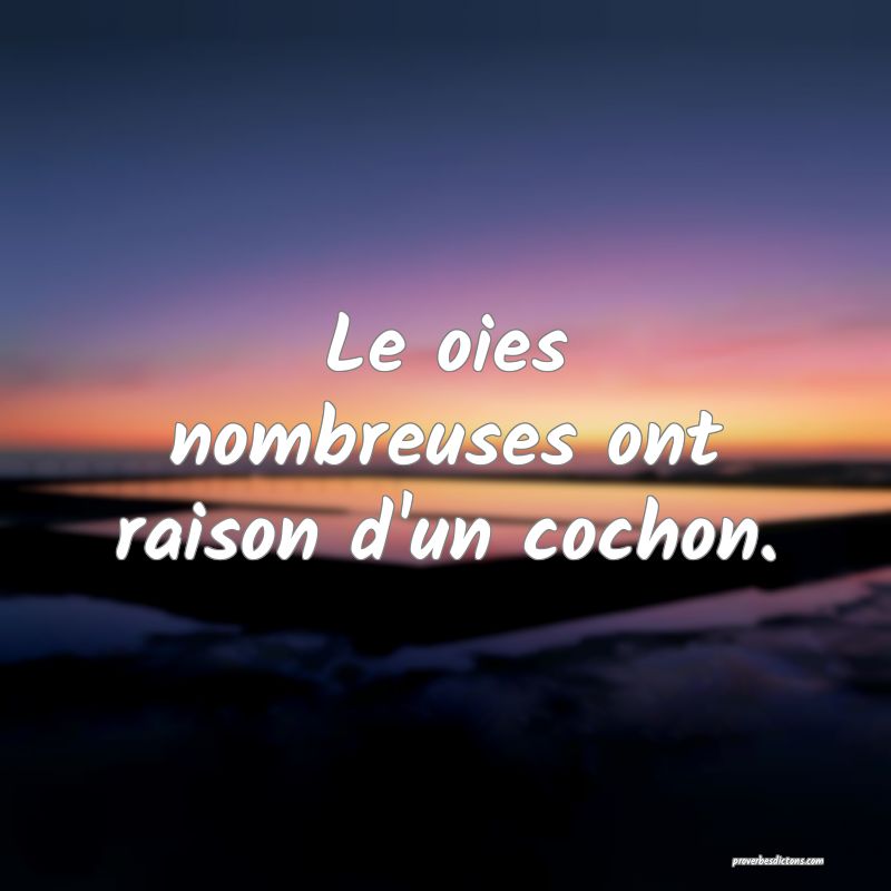 Le oies nombreuses ont raison d'un cochon.