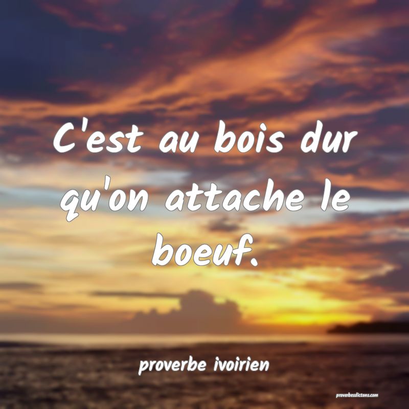 C'est au bois dur qu'on attache le boeuf.