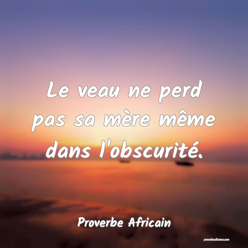 Le veau ne perd pas sa mère même dans l'obscurité.
