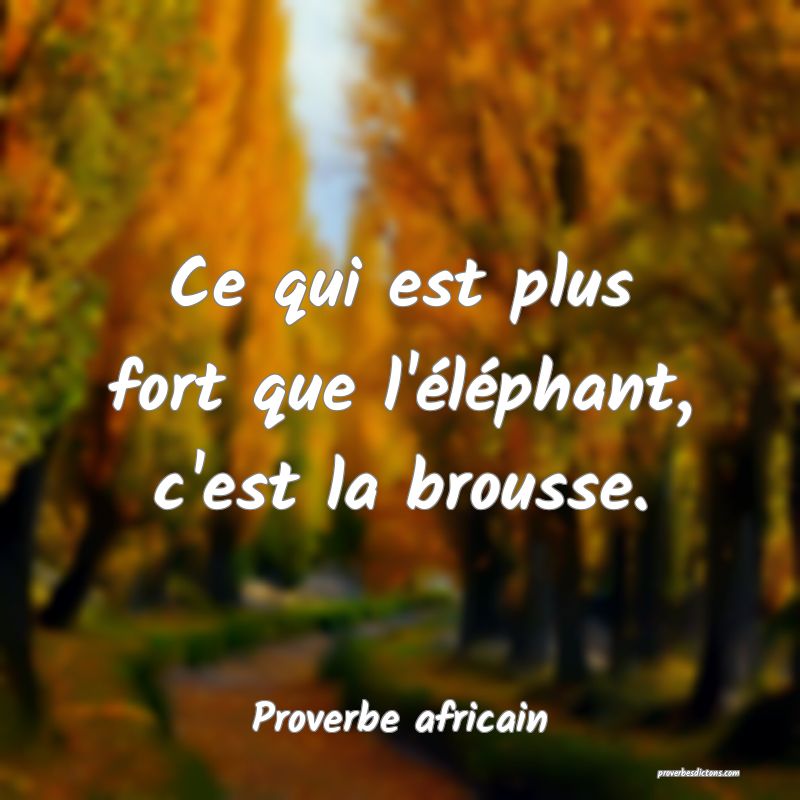 Ce qui est plus fort que l'éléphant, c'est la brousse.