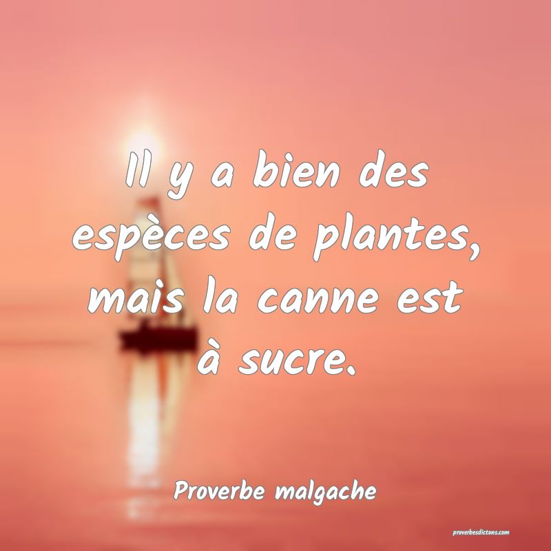 Il y a bien des espèces de plantes, mais la canne est à sucre.