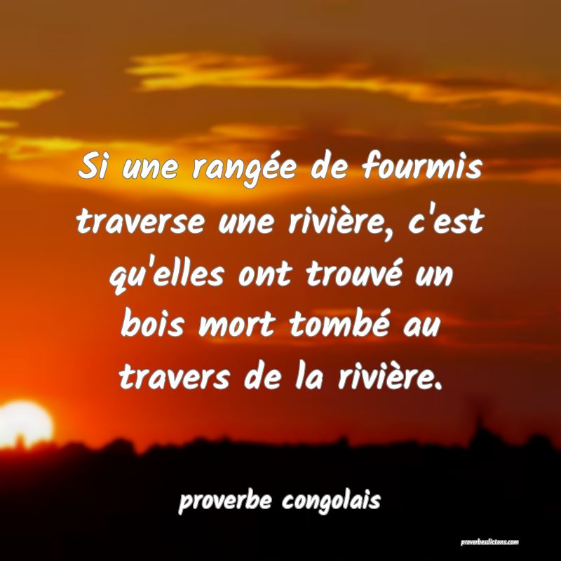 Si une rangée de fourmis traverse une rivière, c'est qu'elles ont trouvé un bois mort tombé au travers de la rivière.