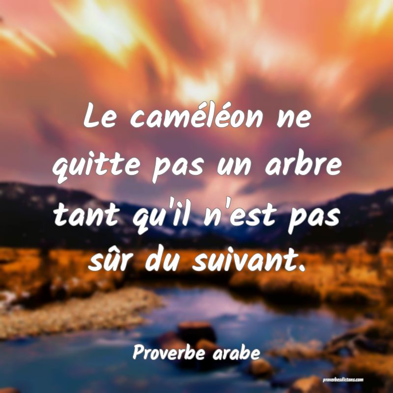 Le caméléon ne quitte pas un arbre tant qu'il n'est pas sûr du suivant.