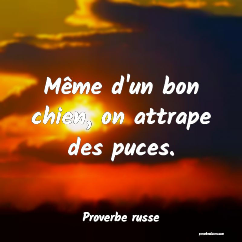 Même d'un bon chien, on attrape des puces.