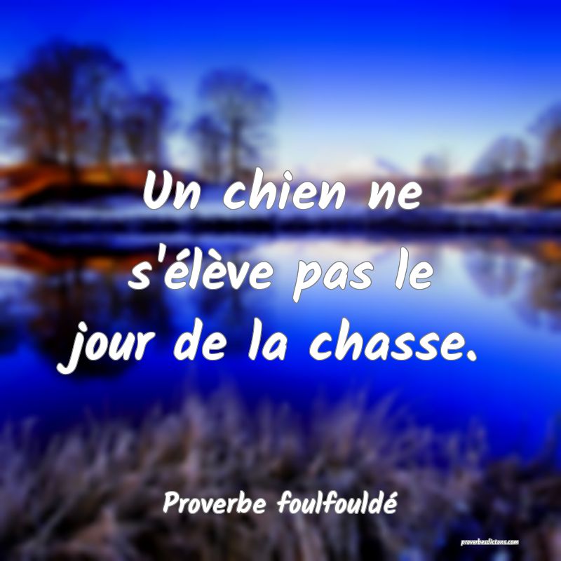 Un chien ne s'élève pas le jour de la chasse.