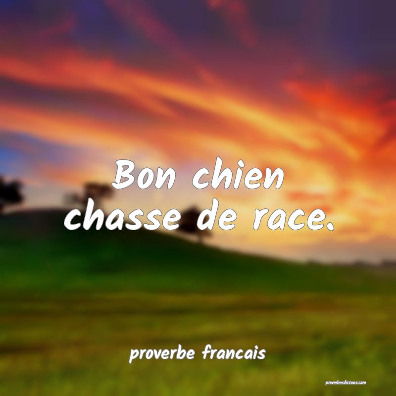  Bon chien chasse de race.