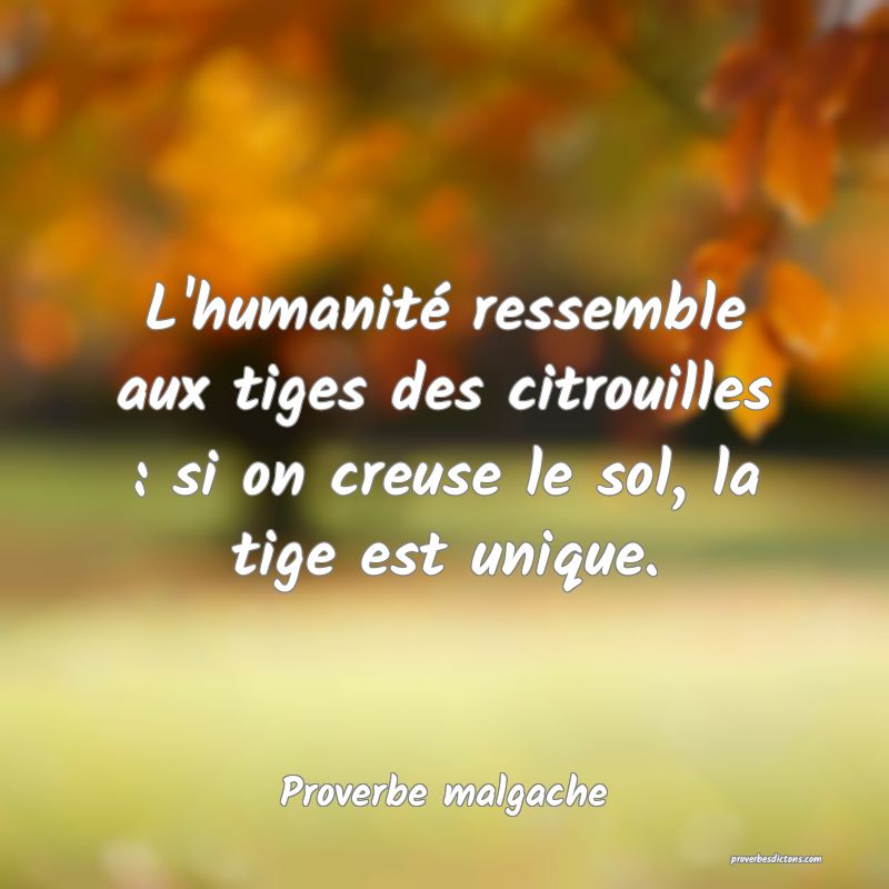L'humanité ressemble aux tiges des citrouilles : si on creuse le sol, la tige est unique.
