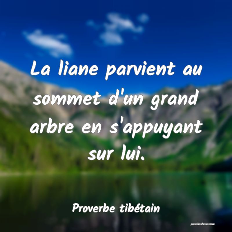 La liane parvient au sommet d'un grand arbre en s'appuyant sur lui.