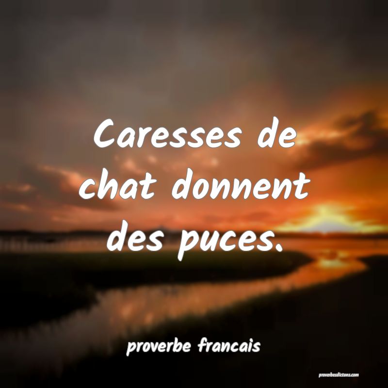 Caresses de chat donnent des puces.