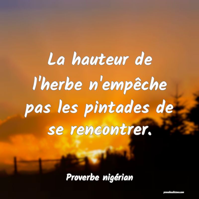 La hauteur de l'herbe n'empêche pas les pintades de se rencontrer.
