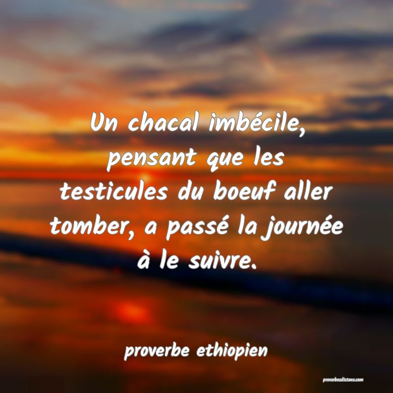 Un chacal imbécile, pensant que les testicules du boeuf aller tomber, a passé la journée à le suivre.
