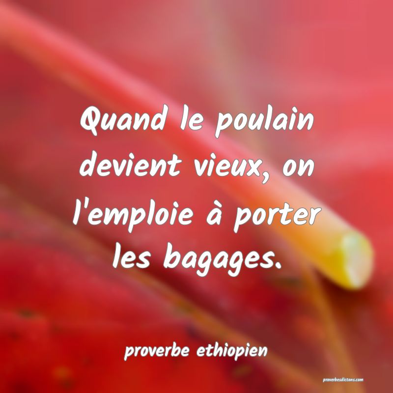 Quand le poulain devient vieux, on l'emploie à porter les bagages.
