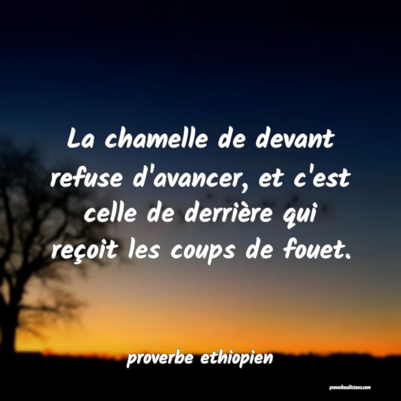 La chamelle de devant refuse d'avancer, et c'est celle de derrière qui reçoit les coups de fouet.
