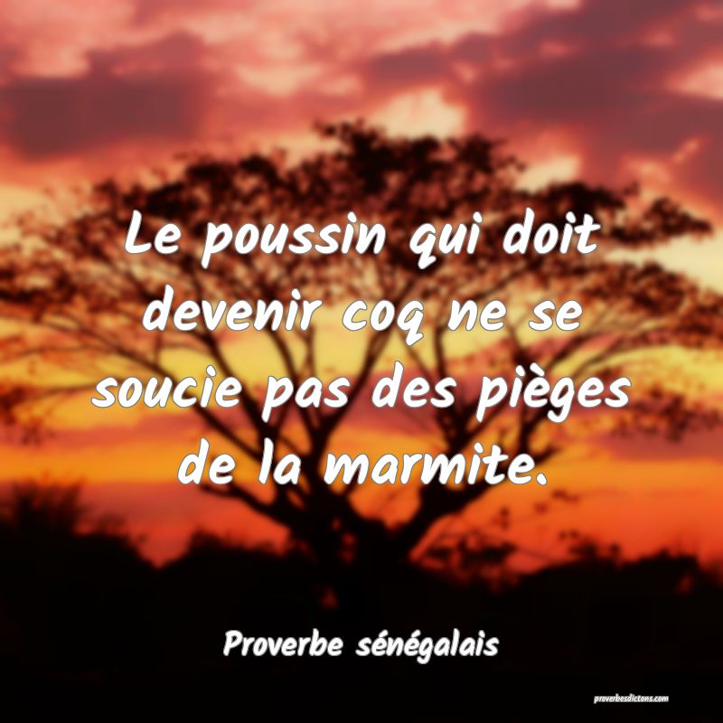  Le poussin qui doit devenir coq ne se soucie pas des pièges de la marmite.