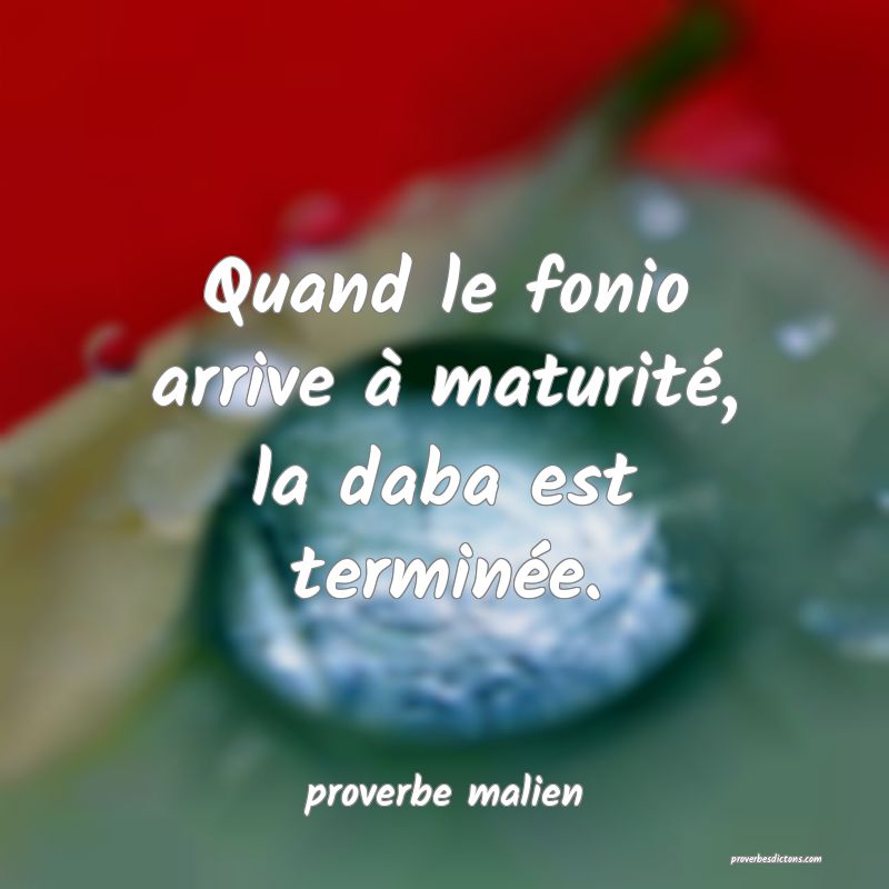  Quand le fonio arrive à maturité, la daba est terminée.