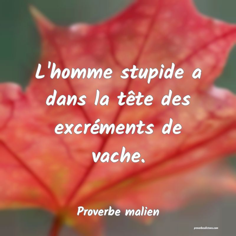 L'homme stupide a dans la tête des excréments de vache.