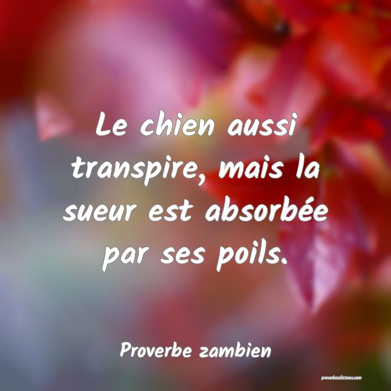 Le chien aussi transpire, mais la sueur est absorbée par ses poils.