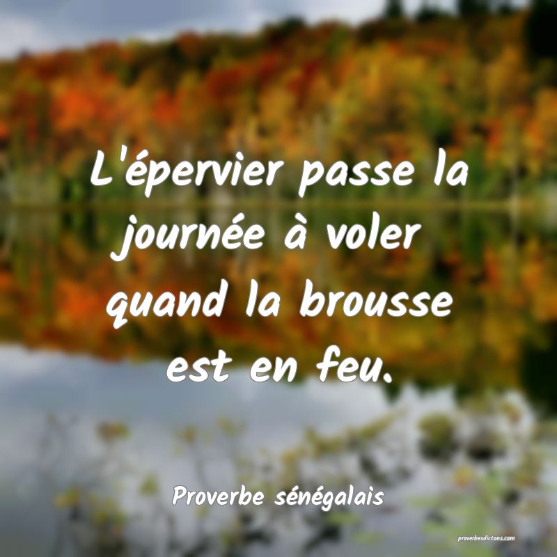  L'épervier passe la journée à voler quand la brousse est en feu.