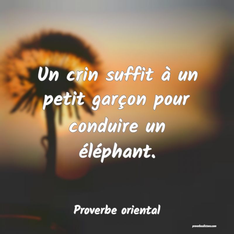Un crin suffit à un petit garçon pour conduire un éléphant.