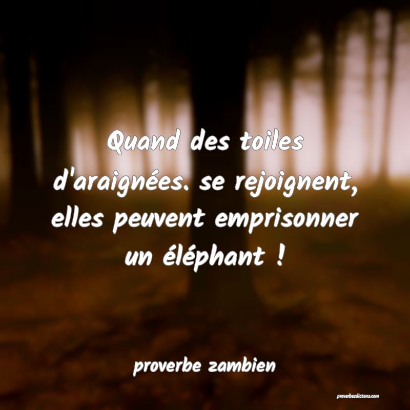 Quand des toiles d'araignées. se rejoignent, elles peuvent emprisonner un éléphant !