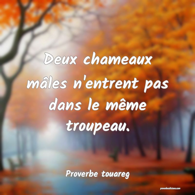 Deux chameaux mâles n'entrent pas dans le même troupeau.