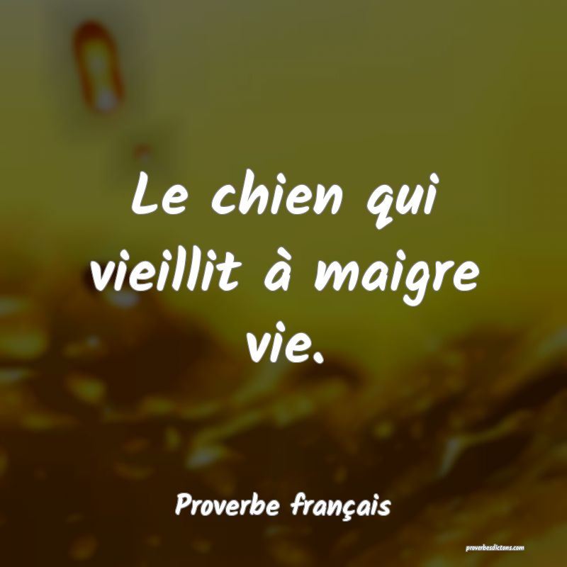 Le chien qui vieillit à maigre vie.