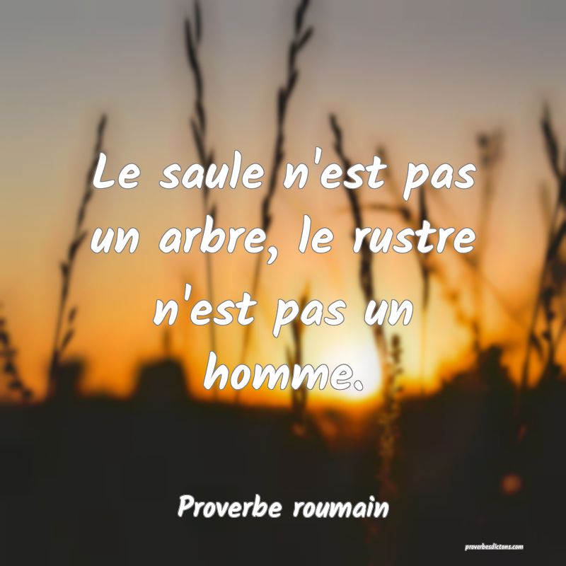 Le saule n'est pas un arbre, le rustre n'est pas un homme.