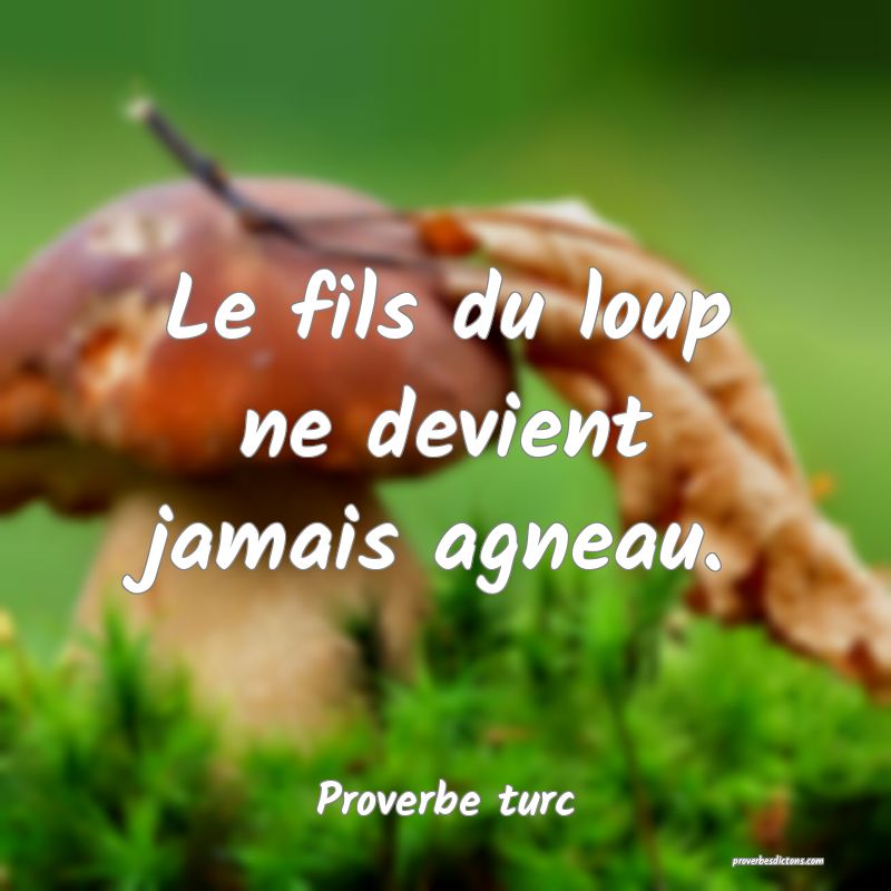 Le fils du loup ne devient jamais agneau.