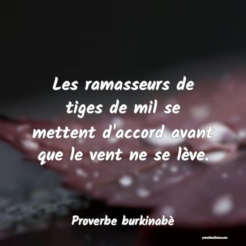 Les ramasseurs de tiges de mil se mettent d'accord avant que le vent ne se lève.