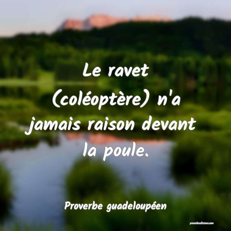 Le ravet (coléoptère) n'a jamais raison devant la poule.
