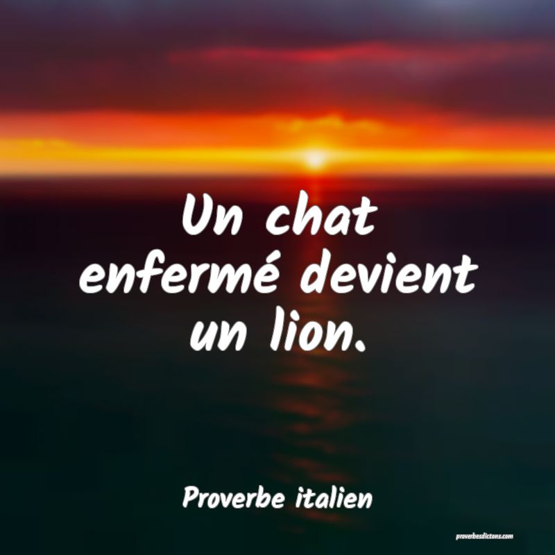 Un chat enfermé devient un lion.