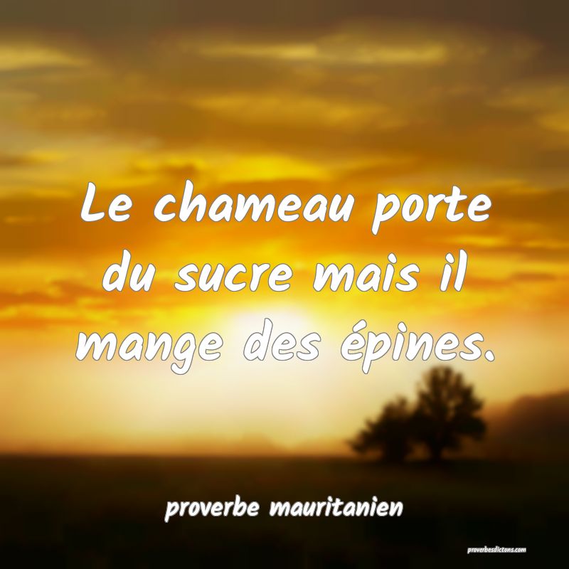  Le chameau porte du sucre mais il mange des épines.