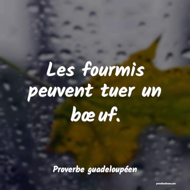 Les fourmis peuvent tuer un bœuf.
