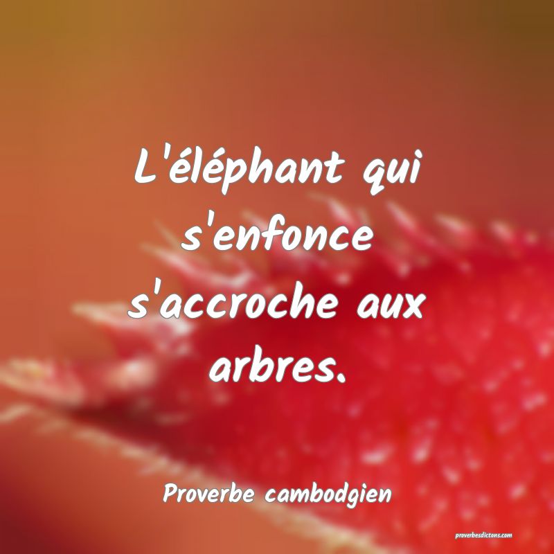 L'éléphant qui s'enfonce s'accroche aux arbres.