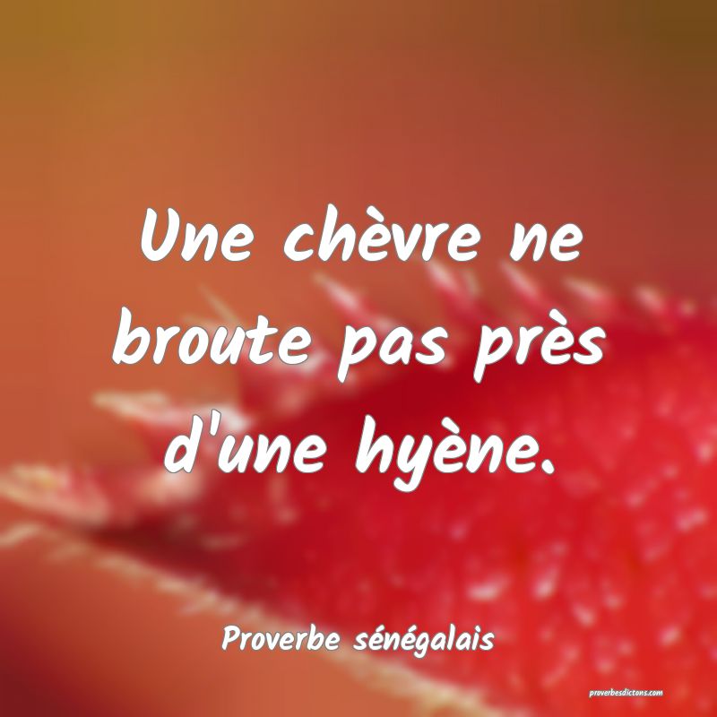 Une chèvre ne broute pas près d'une hyène.