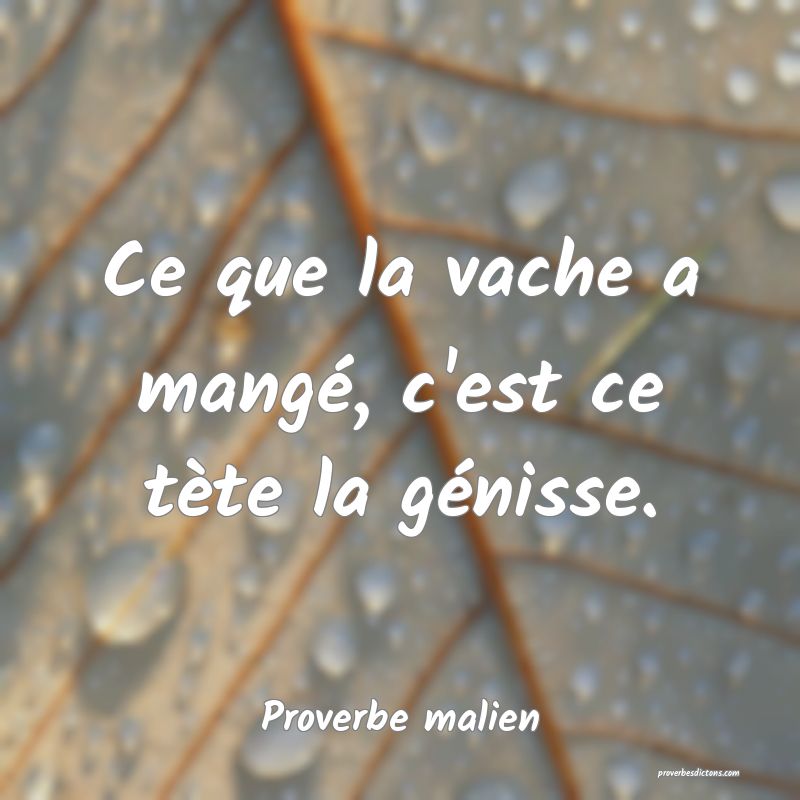 Ce que la vache a mangé, c'est ce tète la génisse.