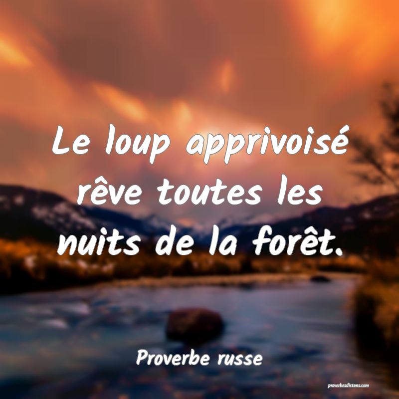 Le loup apprivoisé rêve toutes les nuits de la forêt.