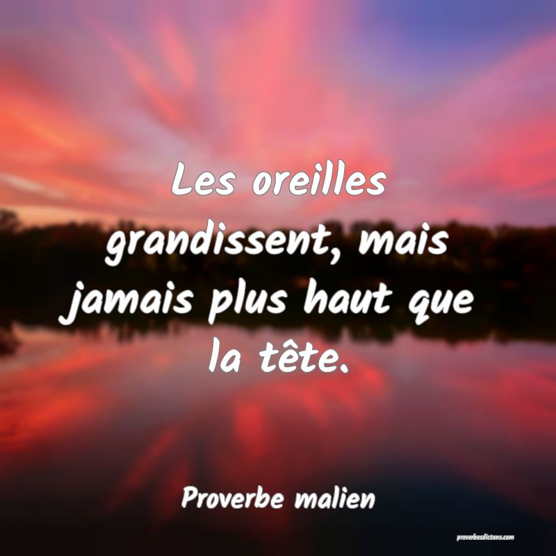 Les oreilles grandissent, mais jamais plus haut que la tête.