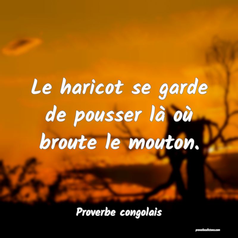 Le haricot se garde de pousser là où broute le mouton.