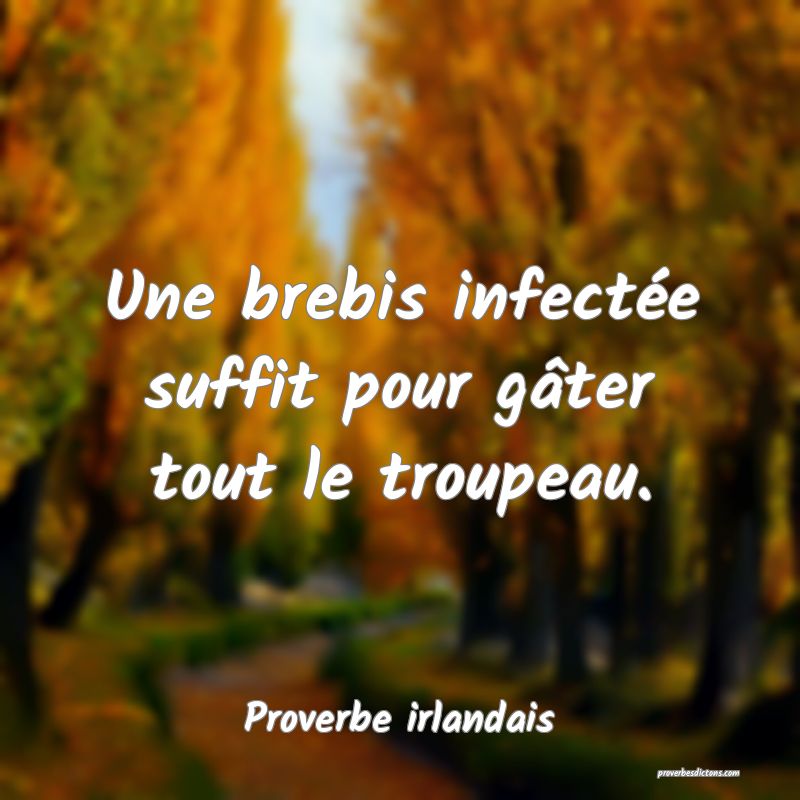 Une brebis infectée suffit pour gâter tout le troupeau.