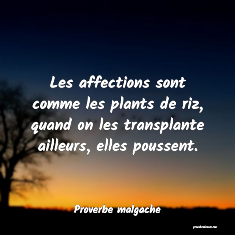 Les affections sont comme les plants de riz, quand on les transplante ailleurs, elles poussent.